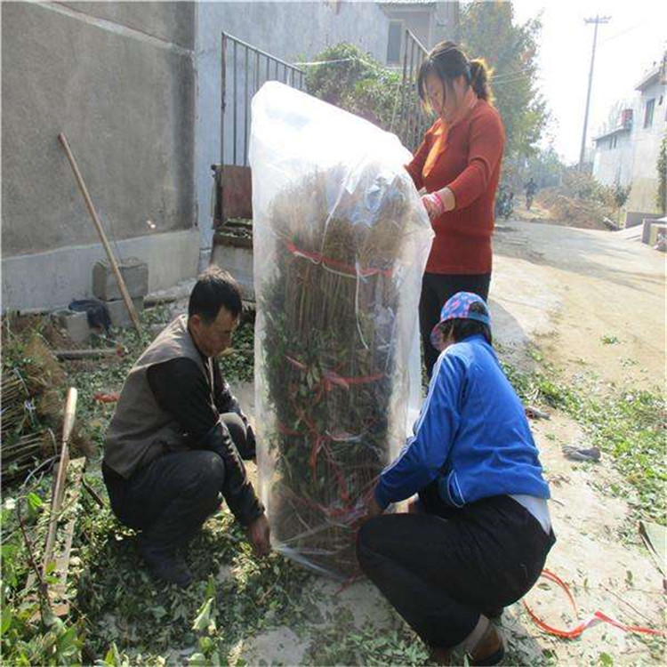 麻花椒苗成活率怎么样适合栽种的地区