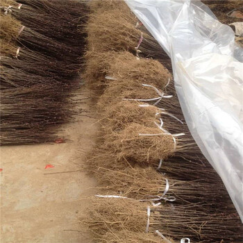 花椒小苗怎么樣幾年掛果
