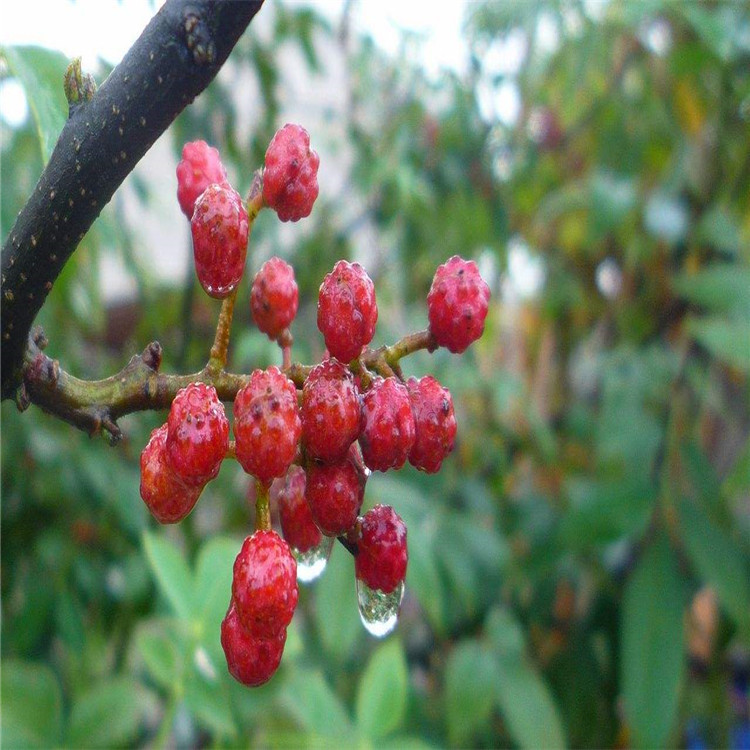 花椒小苗多少錢一棵2018年市場(chǎng)行情