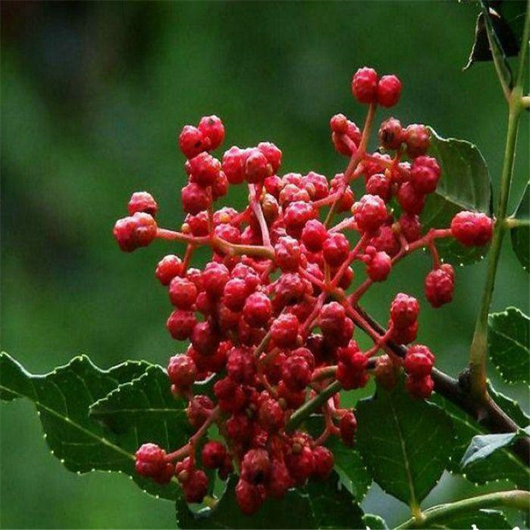 1米高花椒苗培育基地什么時(shí)間種植成活率高