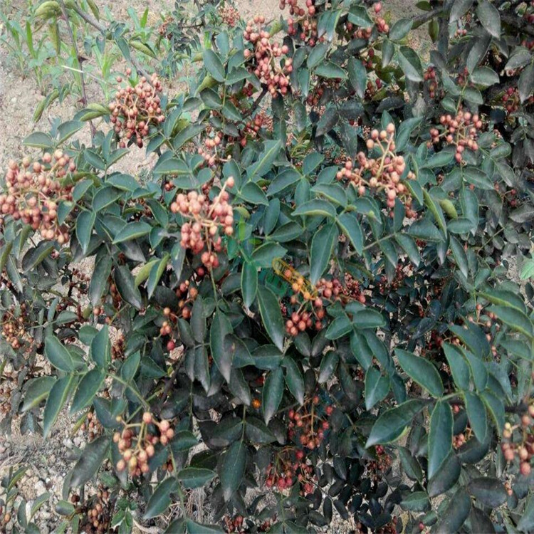 1米高花椒苗畝種植數(shù)量