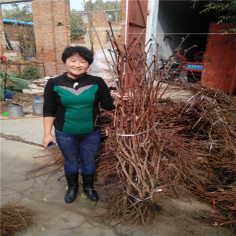 甬优一号葡萄苗贵州贵阳葡萄苗种植基地