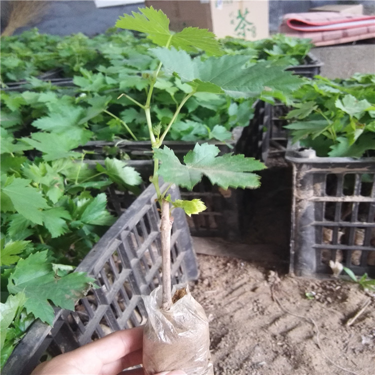 夏黑葡萄苗怎么样种植成活率高 夏黑葡萄苗1年嫁接苗价格