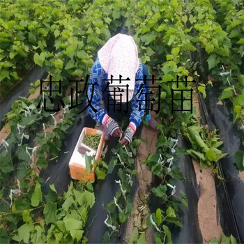 葡萄苗成熟后果子口感好魏可葡萄苗結(jié)果的種植基地