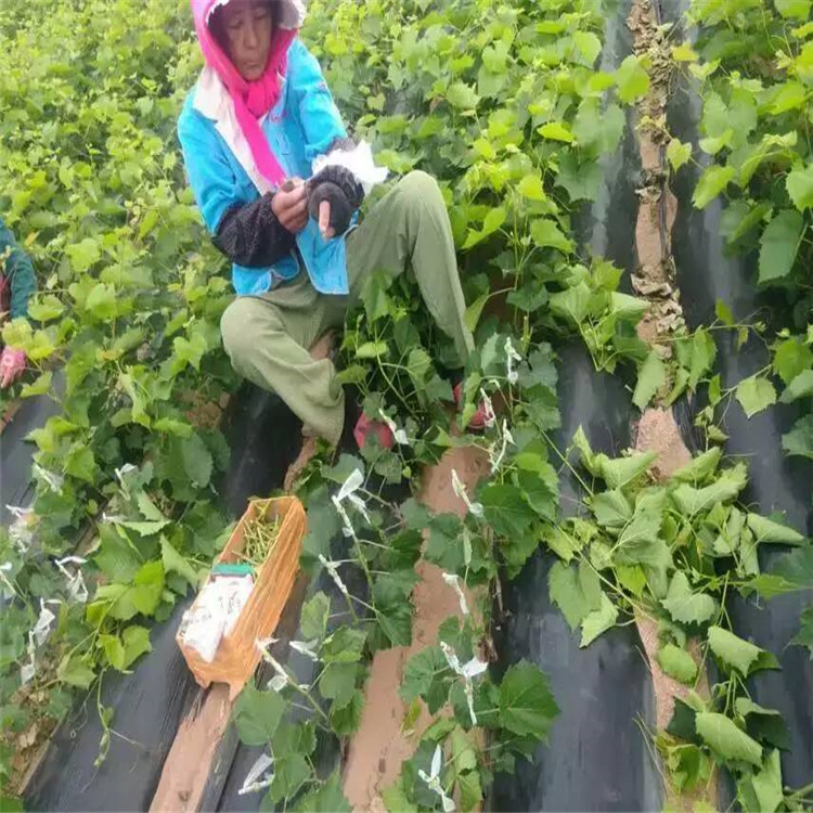 葡萄苗品种介绍 火焰无核葡萄苗种植方法