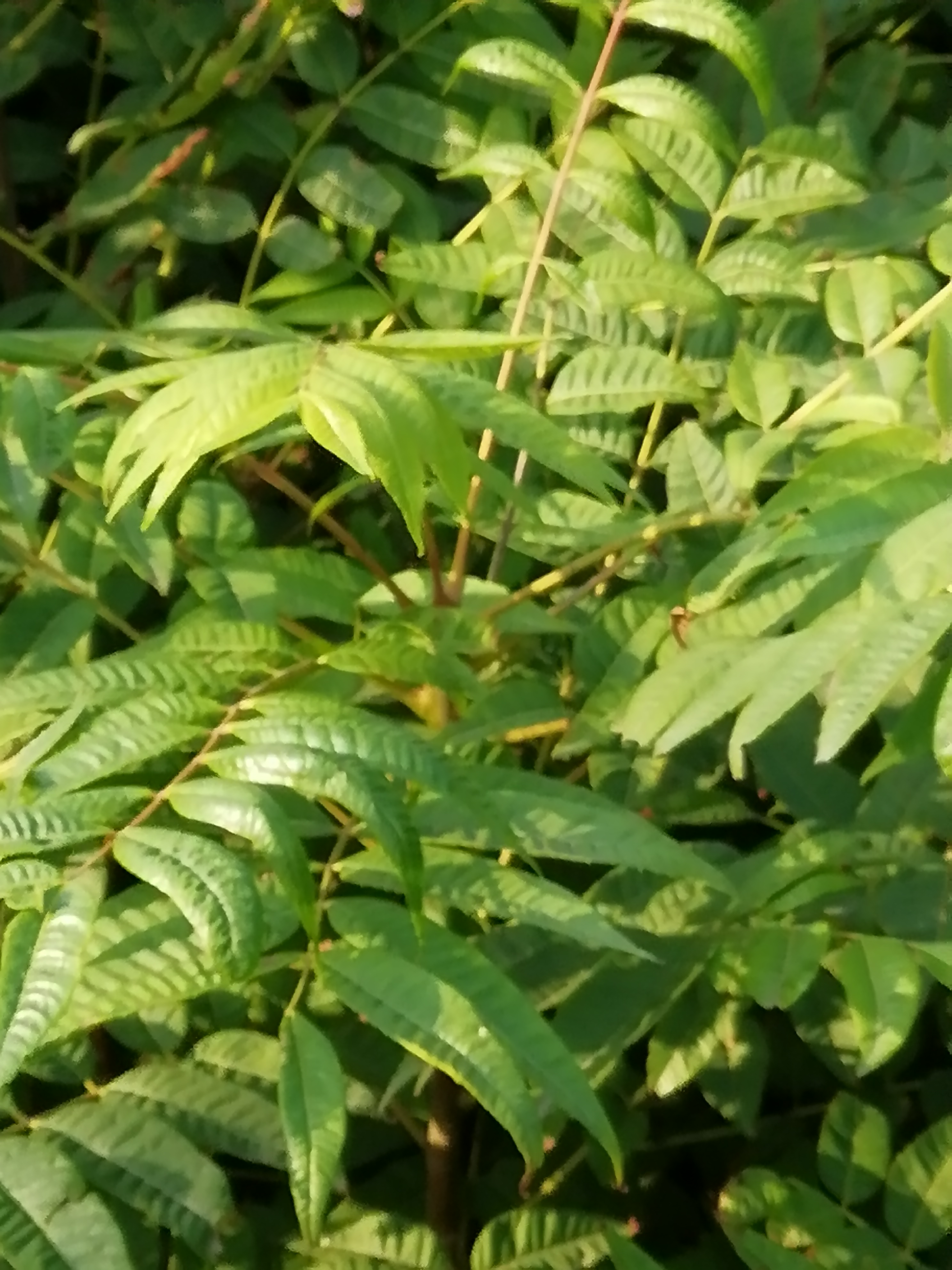 紅油香椿苗多少錢一顆1公分香椿苗基地