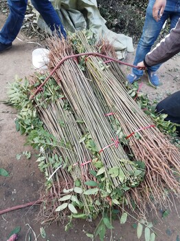 紅油香椿苗種植基地示范大棚2年生香椿苗哪里賣