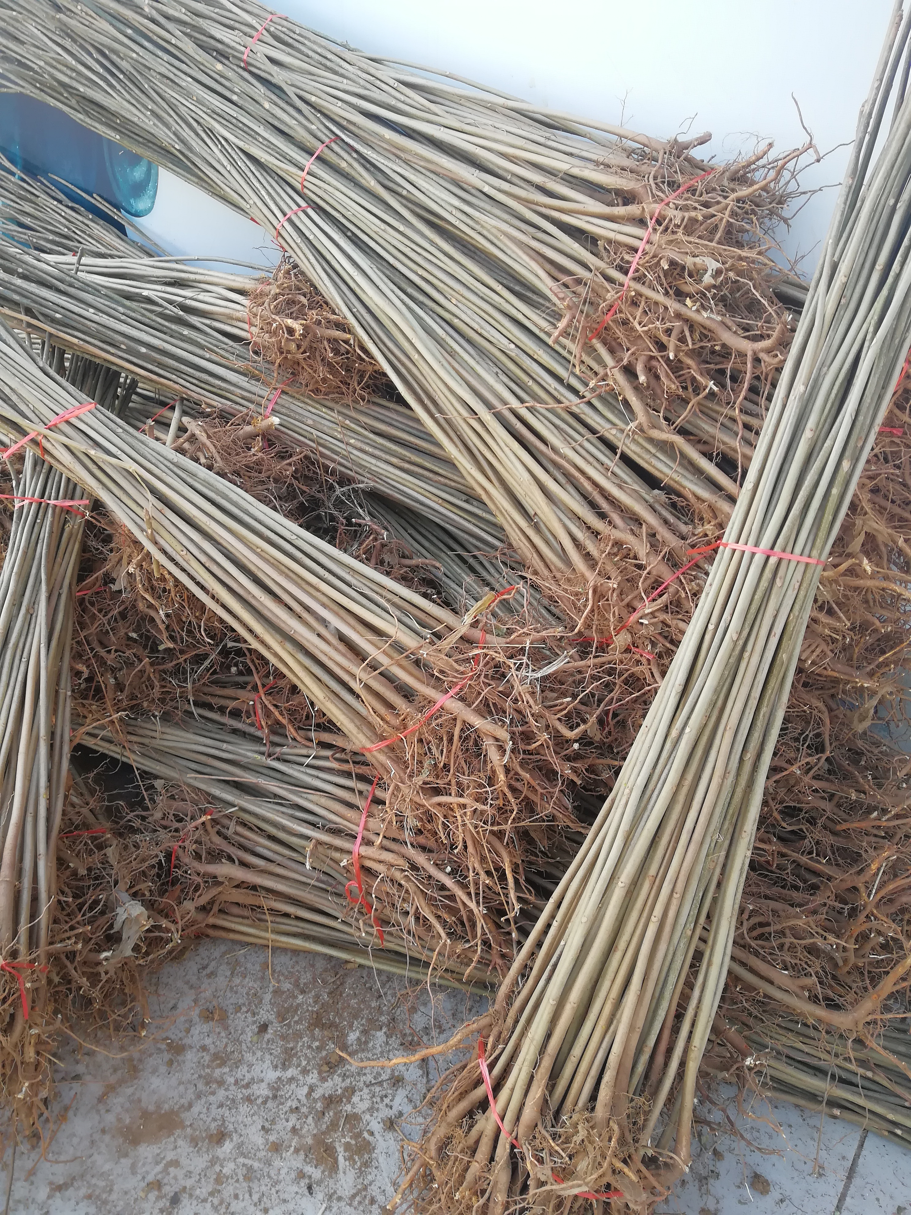 采芽的香椿苗投資多少錢0.8公分香椿苗種植基地示范大棚