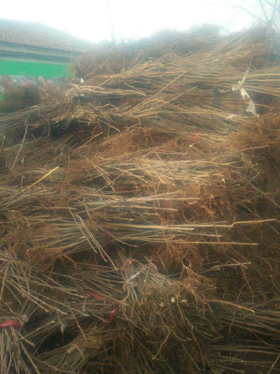 紅油香椿苗多少錢一顆1公分香椿苗基地