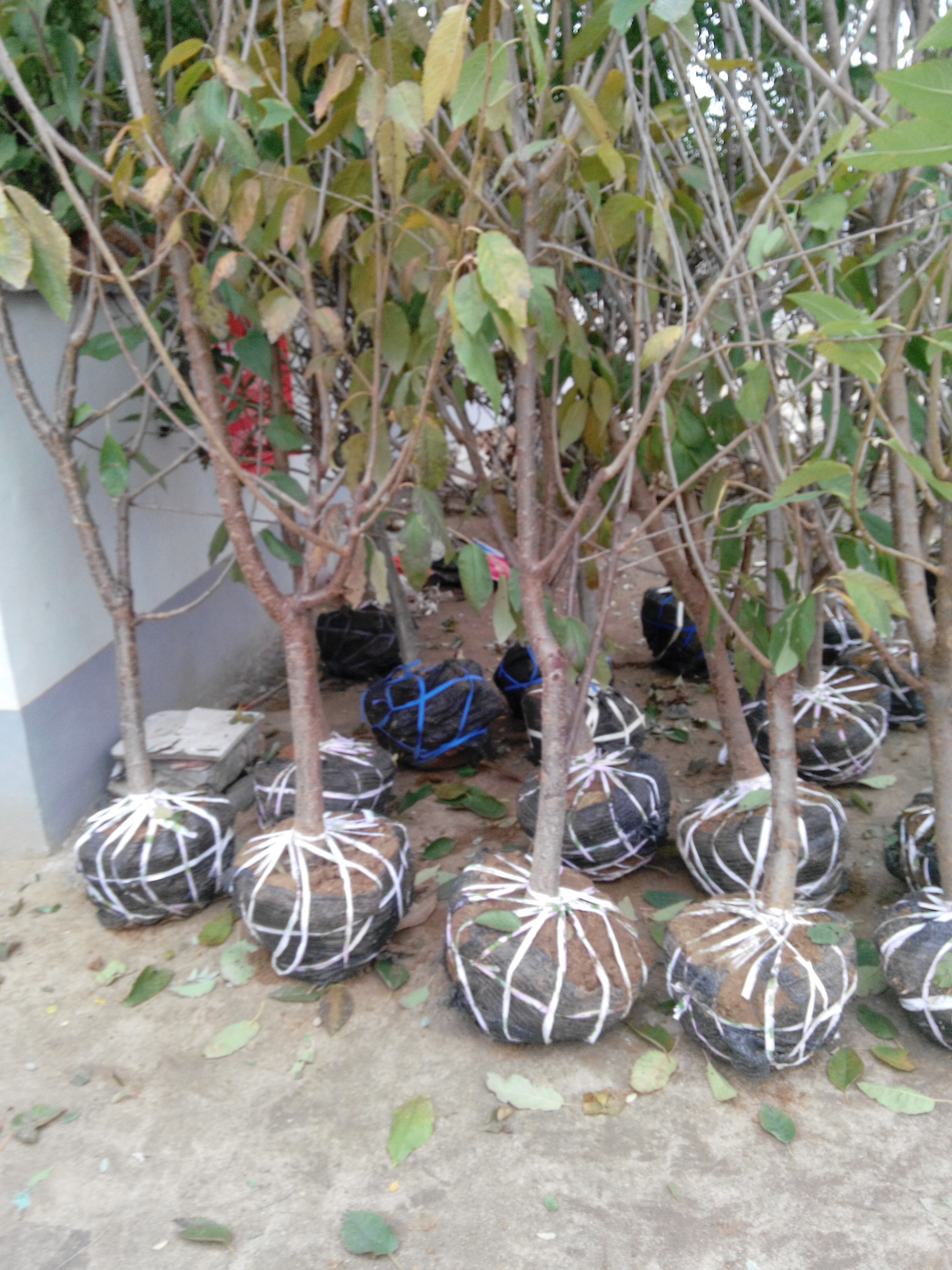 3公分車厘子樹苗培育基地