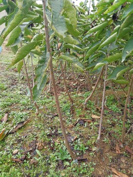 早熟美早樹(shù)苗寧陵