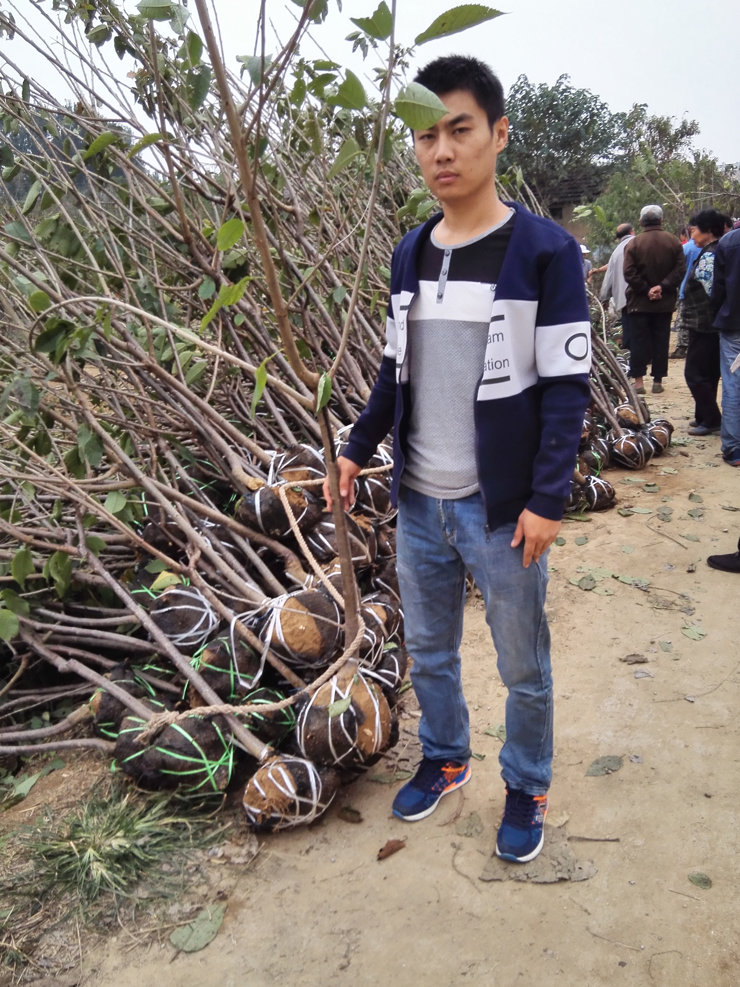 早熟美早樹(shù)苗寧陵