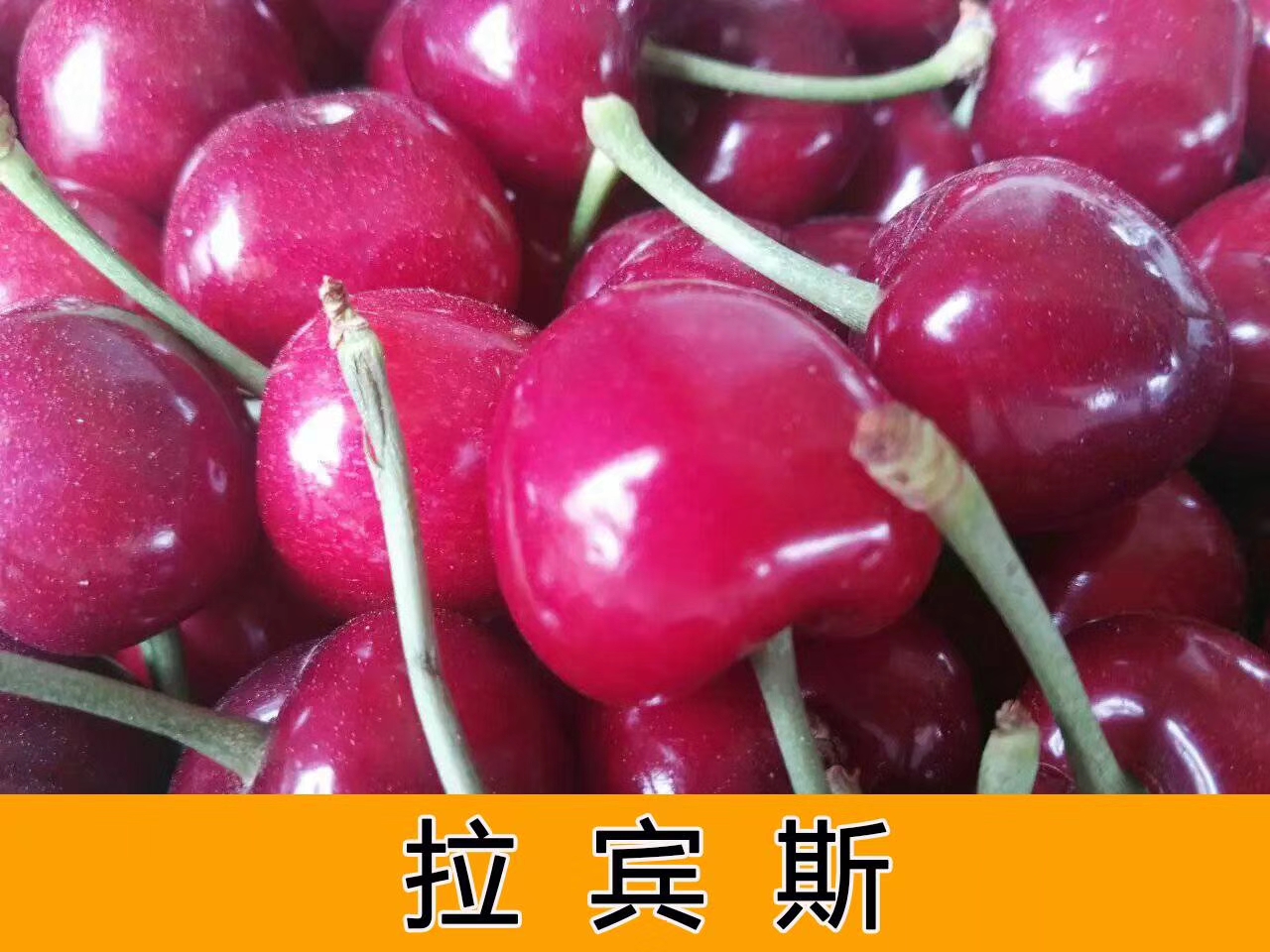西印度櫻桃酥苗當年坐果的樹苗吉利西印度櫻桃酥苗