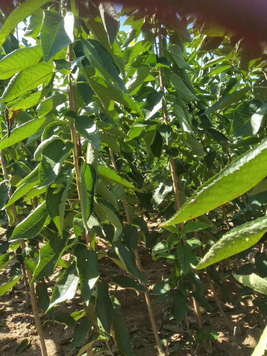 早熟美早樹苗怎么種植洛龍早熟美早樹苗