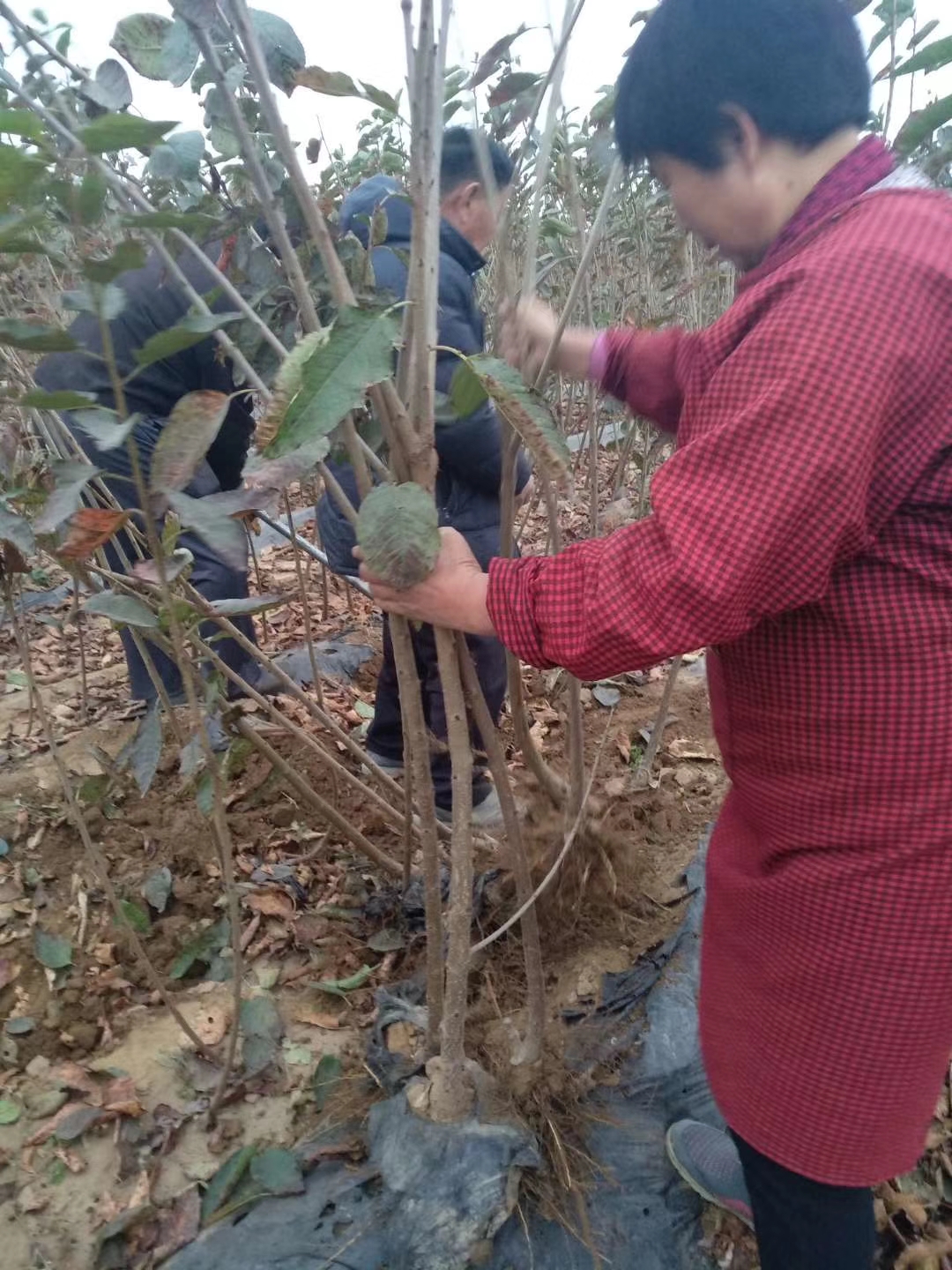 吉塞拉占木平桥区