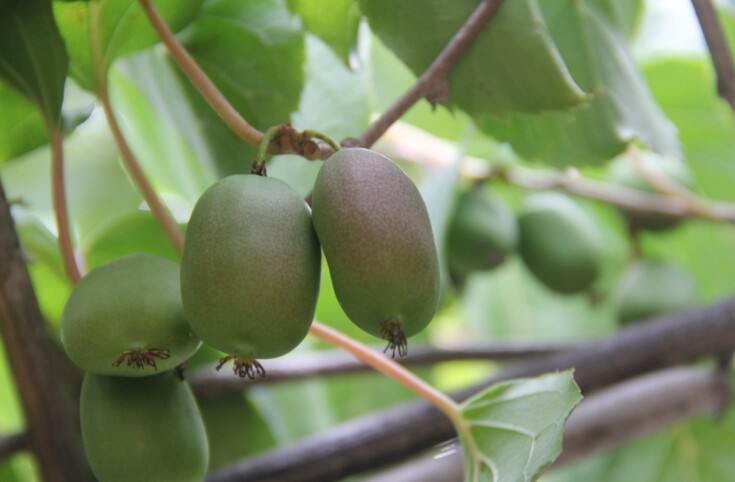 软枣猕猴桃苗成熟期果子价格软枣猕猴桃苗20