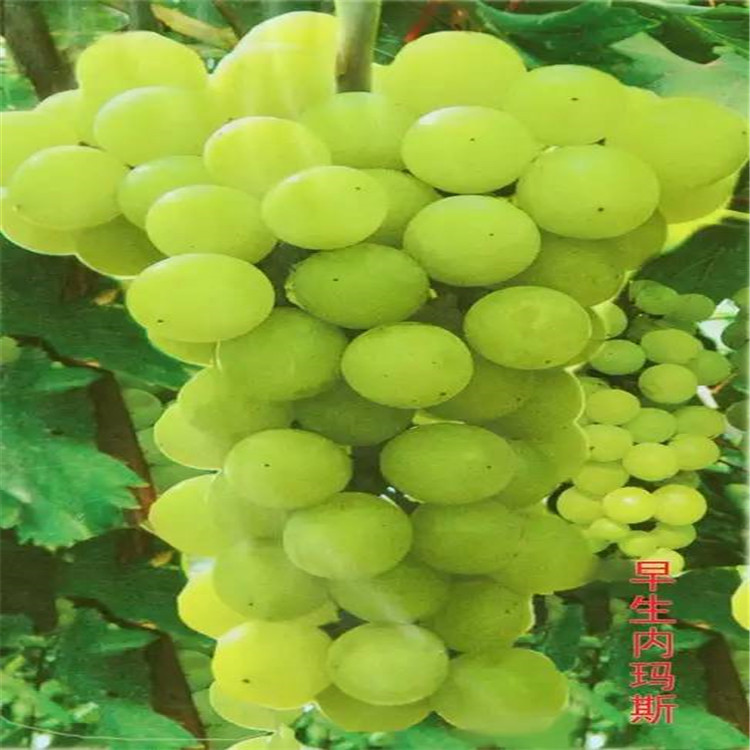 青提葡萄苗成熟后果子口感好 青提葡萄苗种植方法