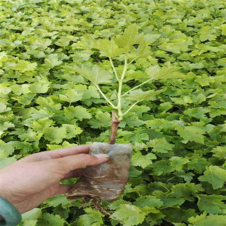 夏至红葡萄胎没哪里有 夏至红葡萄胎没容易管理的果树苗