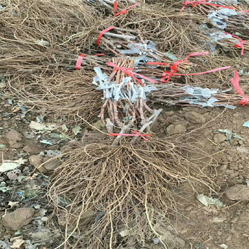 摩爾多瓦葡萄苗種植方法摩爾多瓦葡萄苗哪里有