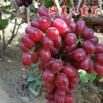 早霞玫瑰葡萄苗培育基地早霞玫瑰葡萄苗2018年市場(chǎng)行情