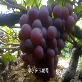 摩爾多瓦葡萄苗出售摩爾多瓦葡萄苗一畝地產(chǎn)量