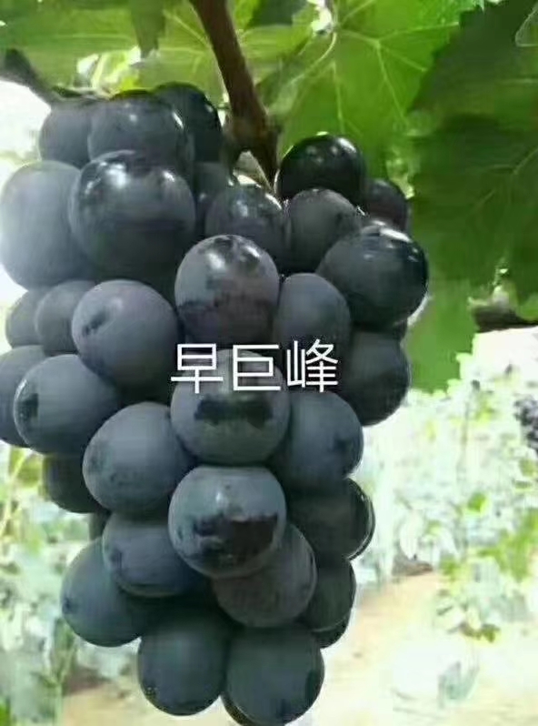 绿宝石葡萄苗出售 绿宝石葡萄苗基地