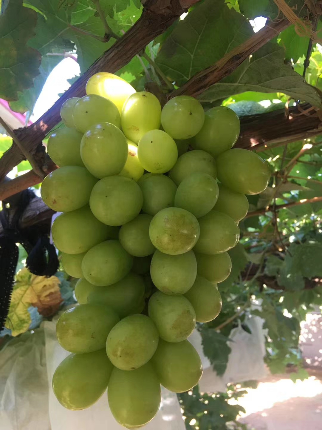 绿宝石葡萄苗容易管理的果树苗 绿宝石葡萄苗2019年价格行情