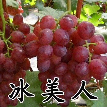 2年葡萄苗成活率怎么樣2年葡萄苗嫁接苗價(jià)格