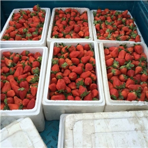 白雪公主草莓延庆稳产种植技术