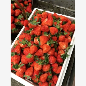 白雪公主草莓延庆稳产种植技术
