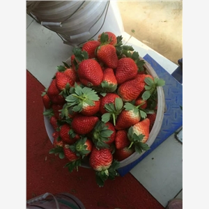 贵美人草莓苗昌平稳产种植技术