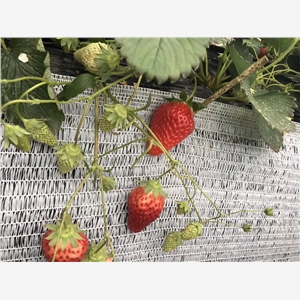 白雪公主草莓怎么种植