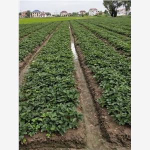 贵美人草莓苗昌平稳产种植技术