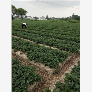 白雪公主草莓延庆稳产种植技术