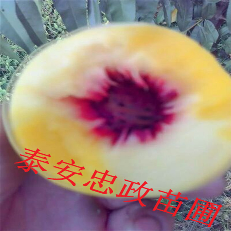 特早紅不軟樹苗當(dāng)年坐果的樹苗 特早紅不軟樹苗示范基地