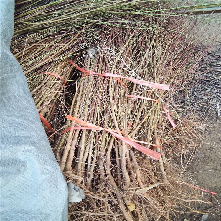 特早紅不軟樹苗當(dāng)年坐果的樹苗 特早紅不軟樹苗示范基地