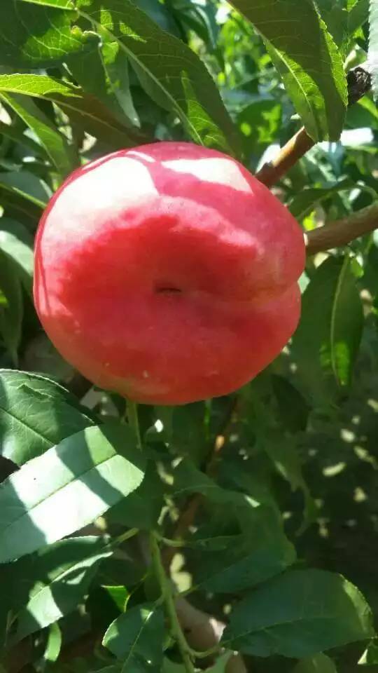 特早紅不軟樹苗當(dāng)年坐果的樹苗 特早紅不軟樹苗示范基地