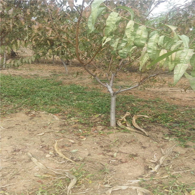 特早紅不軟樹苗當(dāng)年坐果的樹苗 特早紅不軟樹苗示范基地