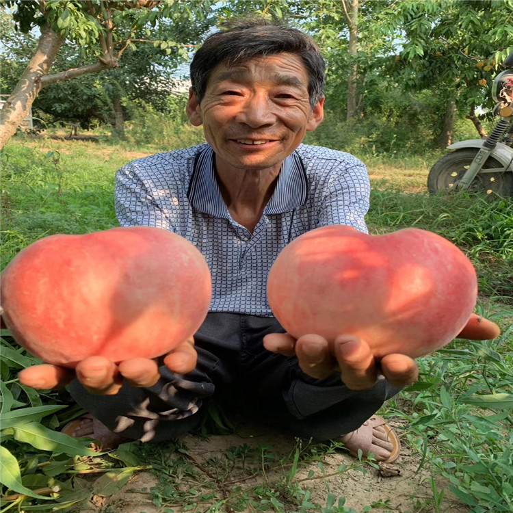 特早紅不軟樹苗當(dāng)年坐果的樹苗 特早紅不軟樹苗示范基地