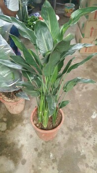 綠化苗天堂鳥價(jià)格.大量出售50公分高的天堂鳥.哪里有天堂鳥出售