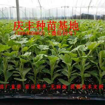 西瓜嫁接苗西瓜苗甜瓜苗8424京欣華欣美都黑美人西農(nóng)八號(hào)等