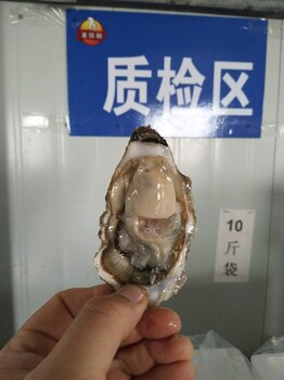 大连海蛎子批发鲜活生蚝产地货源