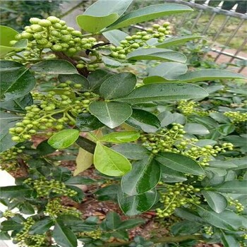 營(yíng)養(yǎng)杯藤椒苗，營(yíng)養(yǎng)杯藤椒苗批發(fā)，營(yíng)養(yǎng)杯藤椒苗基地，營(yíng)業(yè)杯藤椒苗價(jià)格