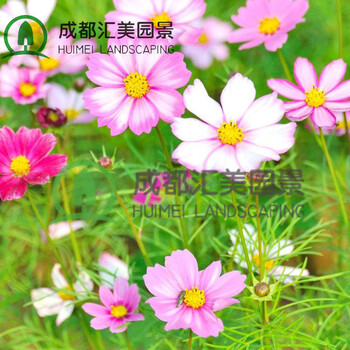 汇美园景供应景观花海大花高杆混色波斯菊格桑花花卉种批发