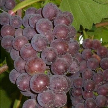 藤稔葡萄绿色生态葡萄新鲜葡萄