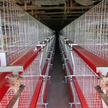 山东华邦农牧厂家定制销售鸡笼肉鸡笼自动清粪鸡笼