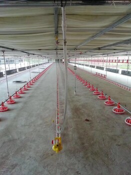 厂家供应鸡笼大量供应养鸡料线自动平养料线