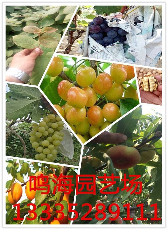 供应九花椒苗种植基地电话