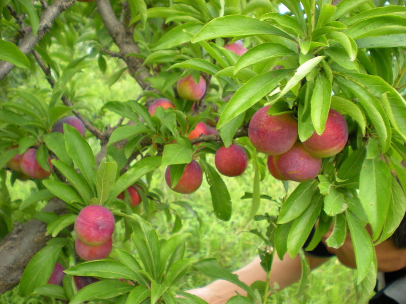 朝陽供應奈李子苗種植基地