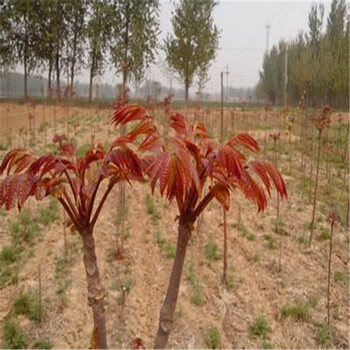 德州供應(yīng)紅油香椿苗介紹